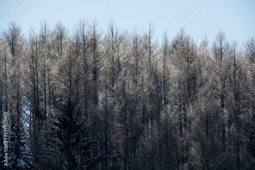 霧氷が輝く冬のカラマツ林