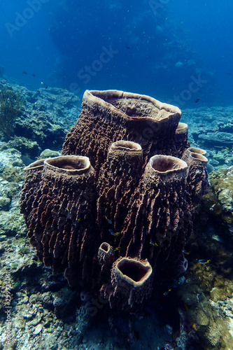 Big barrel sponge coral