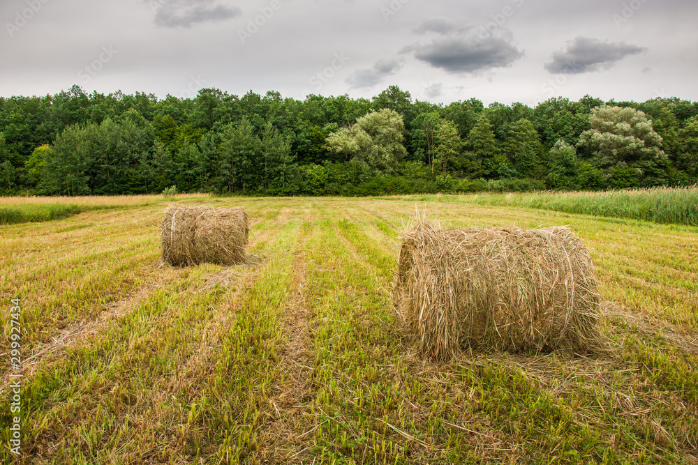 Hay bales lying in the field, forest and cloudy sky