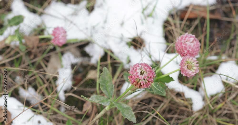 Clover flower and snow Clover flower and snow