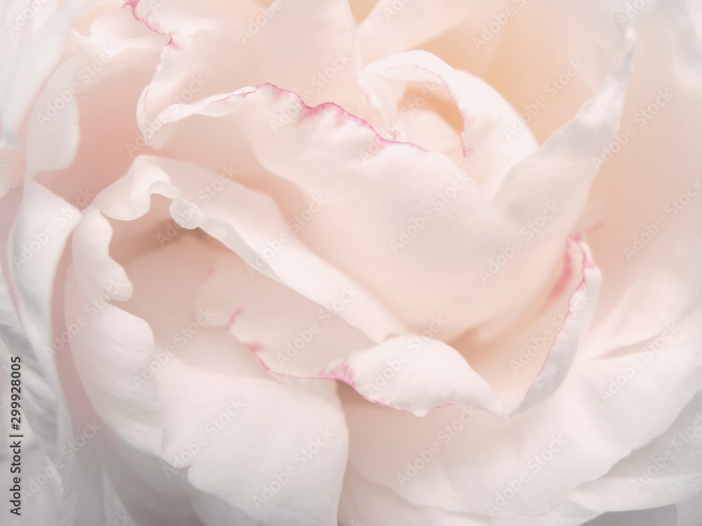 Soft dreamy image. Delicate flowers background in pastel colors. Macro pink petals texture. Romantic background for wedding invitation. Atmospheric moment. Place for text Soft dreamy image. Delicate flowers background in pastel colors. Macro pink petals texture. Romantic background for wedding invitation. Atmospheric moment. Place for text