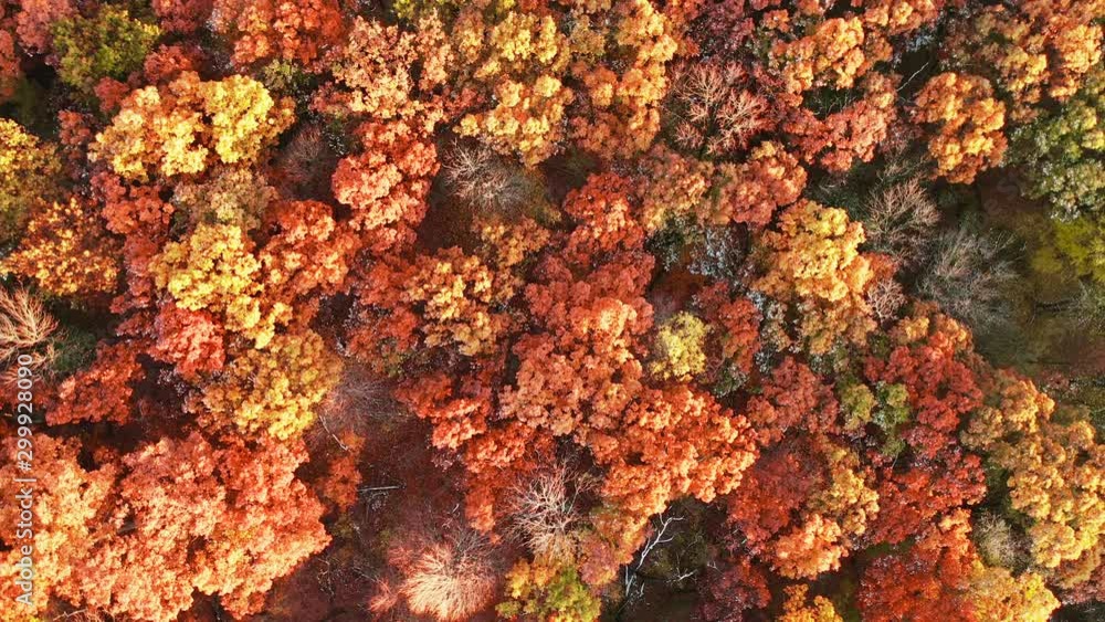 Aerial top-down view forest, trees at fall season. Red orange yellow foliage, autumn colors. Drone shots, from above Aerial top-down view forest, trees at fall season. Red orange yellow foliage, autumn colors. Drone shots, from above