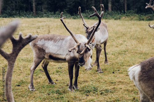 Great polar dears in the Finland farm near Lapland