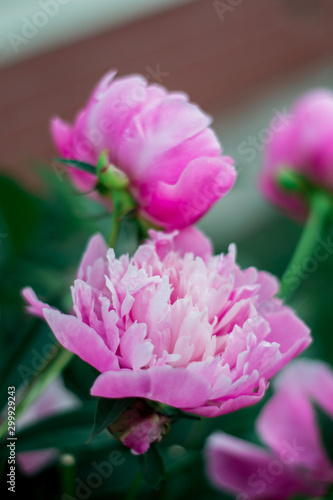 Bright pink peony on dark green background from leafs