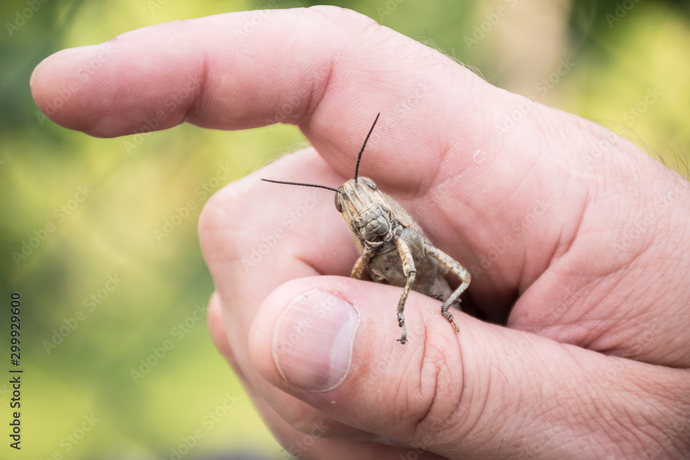 Grasshopper in human hand. On a background of greens in a summer day. The wild nature