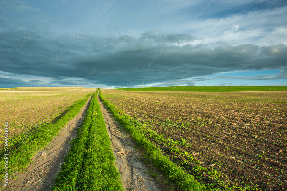 Dirt road overgrown with green grass and sown fields, gray clouds in the sky
