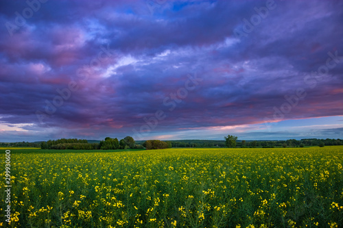 Evening colorful blue-pink clouds over a rape field