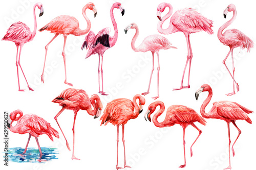 set of  pink flamingo on an isolated white background, watercolor illustration