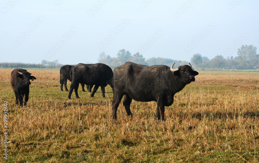 buffalo in field buffalo in field