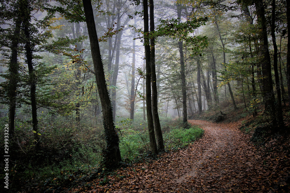 Fototapeta premium Walk in a Park