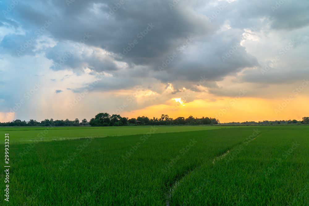 golden sunset on rice field during planting season golden sunset on rice field during planting season