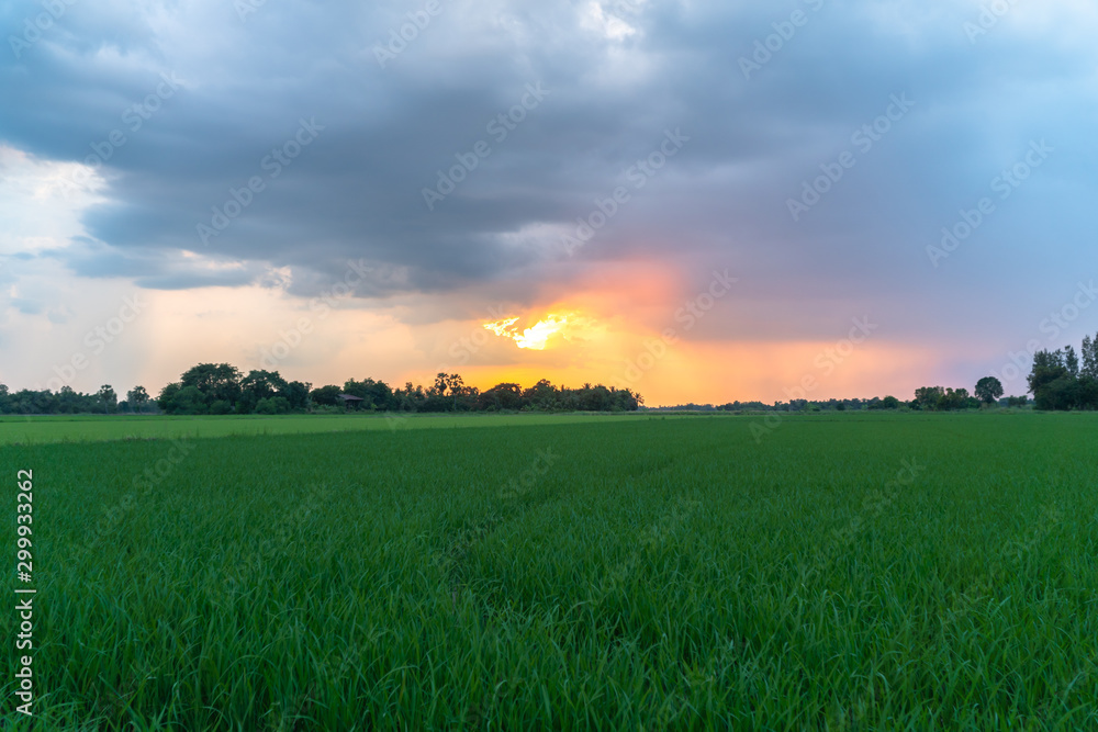 golden sunset on rice field during planting season golden sunset on rice field during planting season