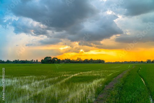golden sunset on rice field during planting season