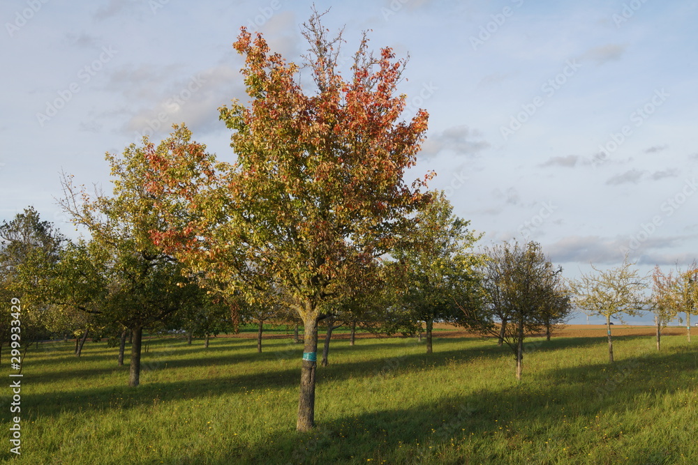 Naklejka premium Landschaft Ochsenfurter Gau Nähe Gnodstadt