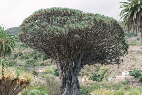 1000 year old dragon tree, El Dragon