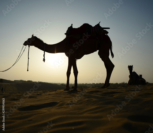 Indian cameleer  camel driver  with camels silhouettes in dunes of Thar desert on sunset at Jaisalmer  Rajasthan  India. Photo Sumit Saraswat