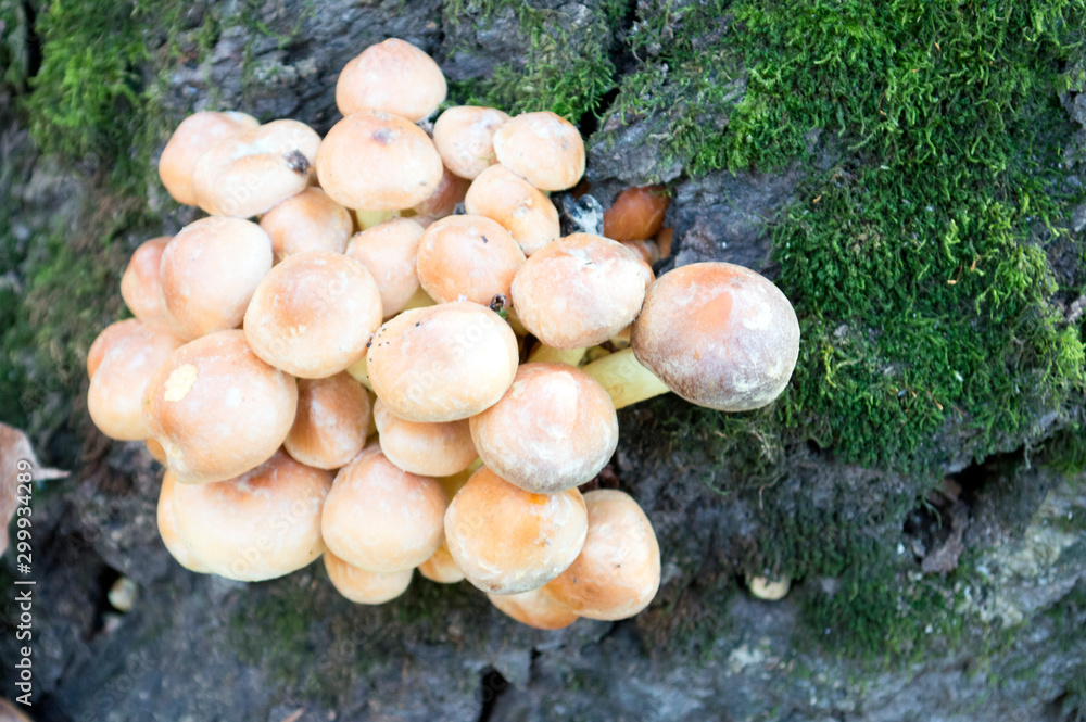 mushrooms growing on a tree stump mushrooms growing on a tree stump