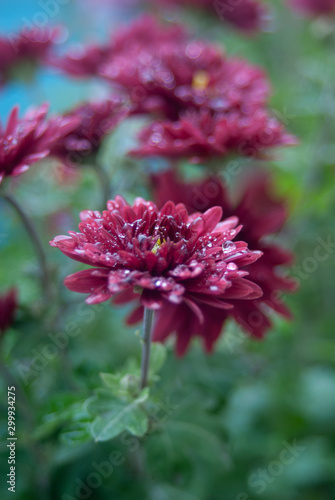 Chrysanthemums