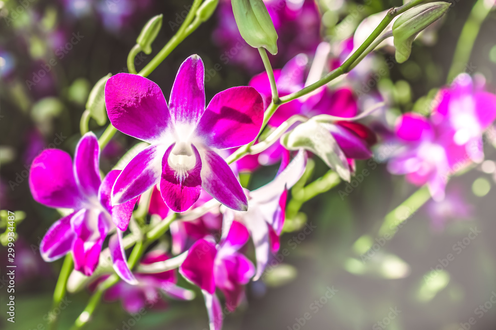 Fototapeta premium Orchid flower in garden at winter or spring day for postcard beauty and agriculture idea concept design