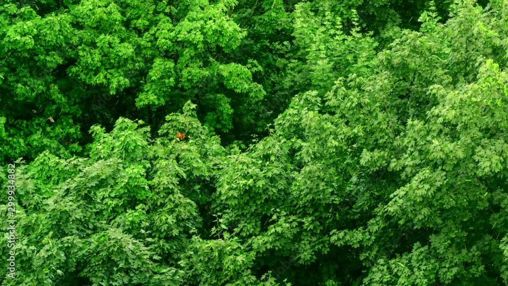 4K aerial view rain in forest, green landscape trees 4K aerial view rain in forest, green landscape trees