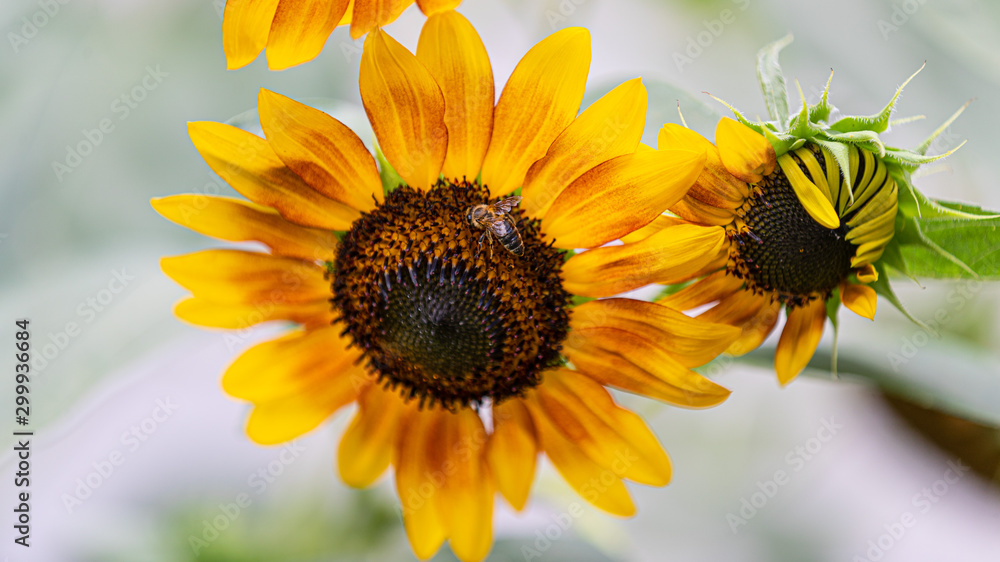 Obraz premium sunflower and bee