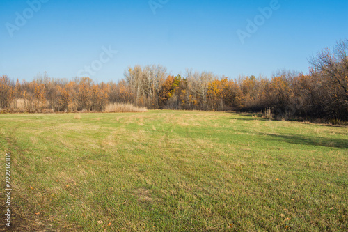 Landscape Nature. Greenfield, forest and clear sky. View in clear Sunny weather.