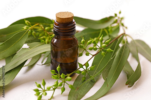 Obraz na płótnie Eucalyptus plant leaves, seeds and eucalyptus oil in bottle on white background. w salonie