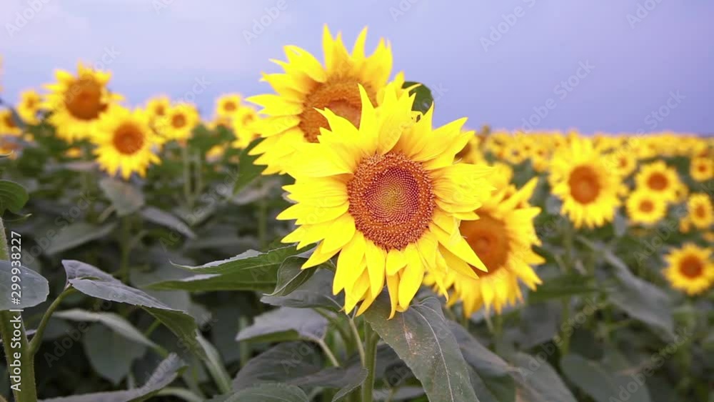 Fields of full bloom sunflowers at countryside on summer daylight. Fields of full bloom sunflowers at countryside on summer daylight.