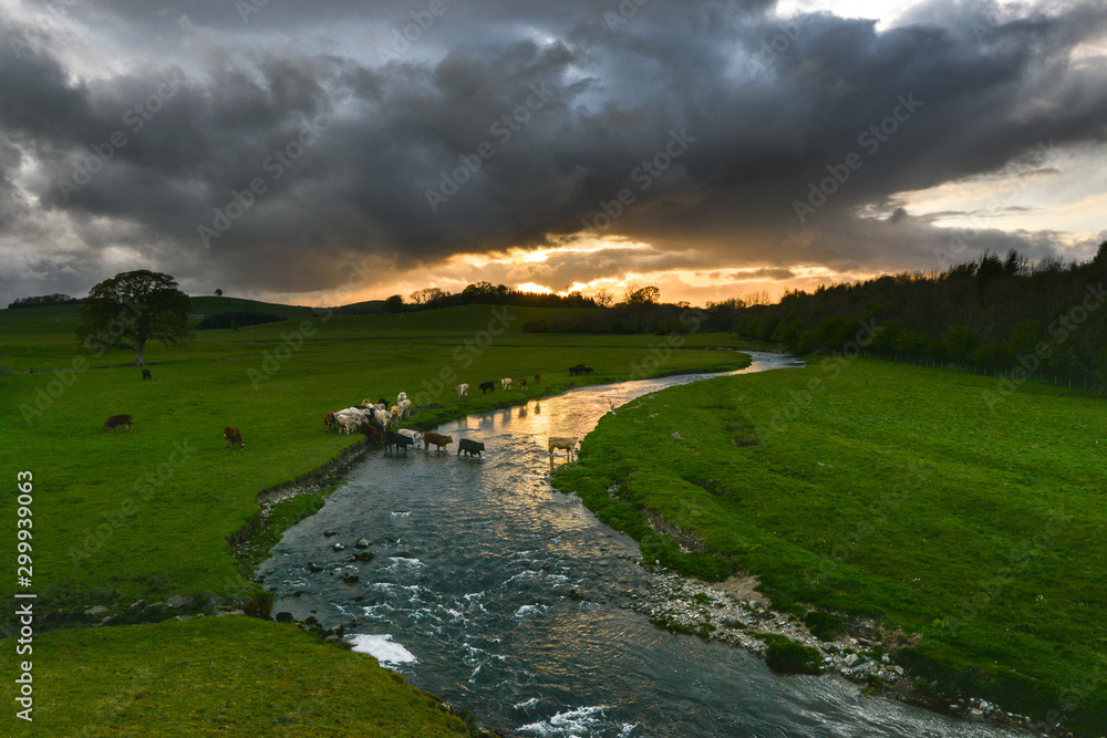 Herd of cows crossing river storm overhead with sunset in background