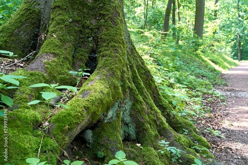 Baumstamm mit Baumwurzeln an einem Wanderweg im Thüringer Wald bei Eisenach