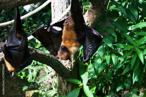 Fruit Bats hanging upside down from tree branches, sleeping during the day.