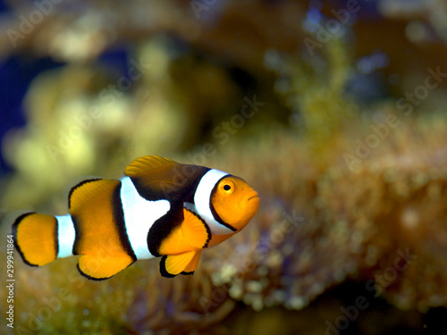 Clownfish close up