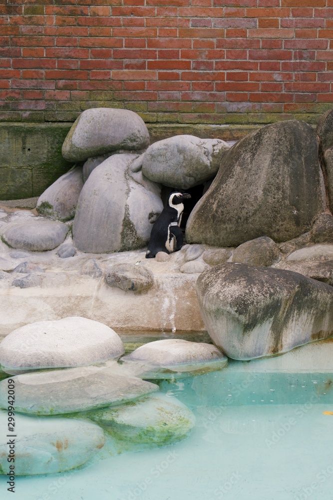 Fototapeta premium Magellanic Penguin resting in zoo enclosure 