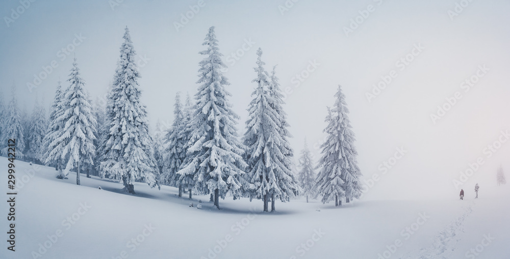 Scenic image of fairy-tale woodland. Location Carpathian, Ukraine, Europe. Scenic image of fairy-tale woodland. Location Carpathian, Ukraine, Europe.