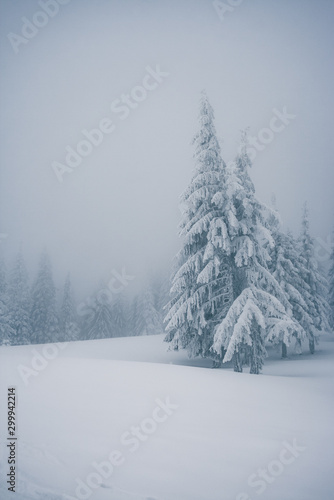 Scenic image of fairy-tale woodland. Location Carpathian, Ukraine, Europe.