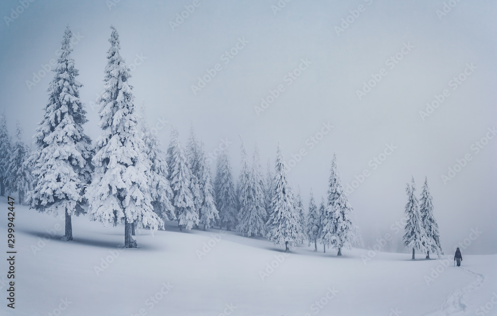 Fototapeta premium Scenic image of fairy-tale woodland. Location Carpathian, Ukraine, Europe.