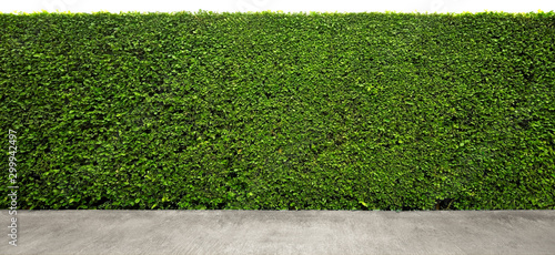 Long tree hedges or fence trees with cement floor in foreground. The upper part isolated on white background.