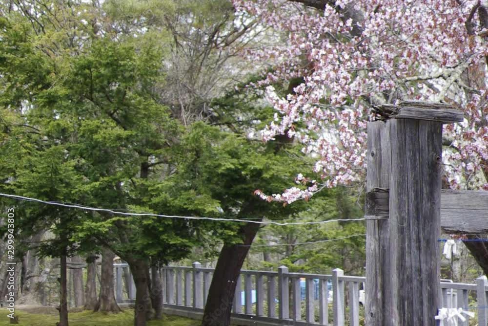 桜吹雪 桜吹雪