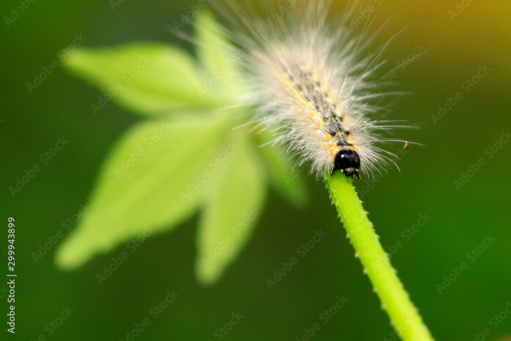 caterpillar on green leaf