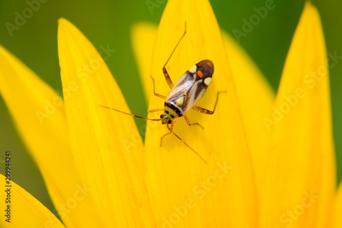 stinkbug on green leaf