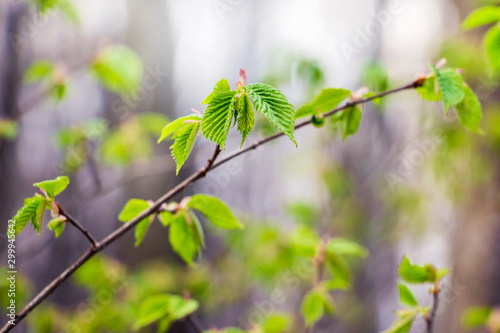 Tree branch with young light green leaves in early spring_