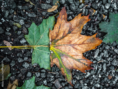 Isolated colorful green and orange autumn leafes on on the ground - 1 photo