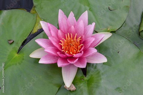 Pink lotus water lily flower on water