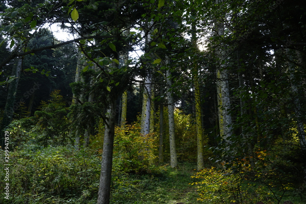 Obraz premium forest, tree, trees, nature,