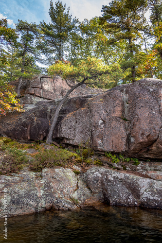 rocks and trees in the forest