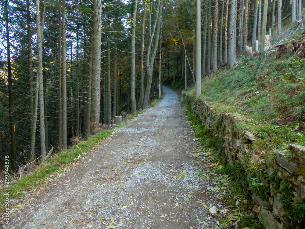 Fototapeta premium a path in pine forestin autumn