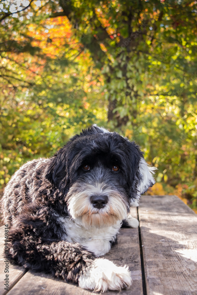 Portuguese Water Dog laying on picnic table Portuguese Water Dog laying on picnic table