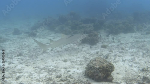Sicklefin lemon shark (Negaprion acutidens) swimming. Indian ocean. 4K stock video footage photo