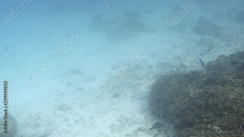 Sicklefin lemon shark (Negaprion acutidens) swimming underwater. 4K stock video footage photo