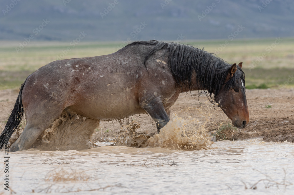 Fototapeta premium Wild Horse at a Utah Desert Waterhole